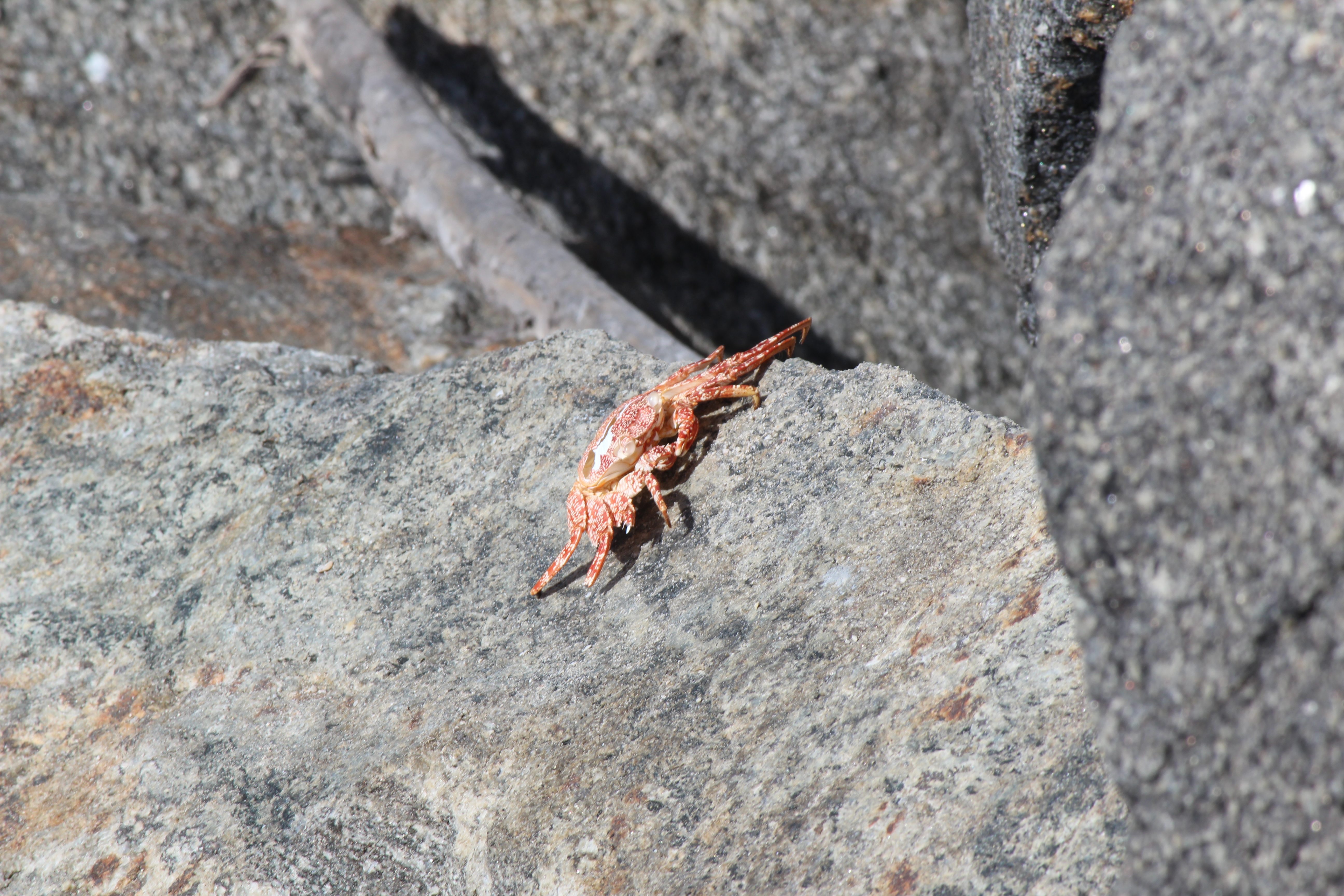 Orange crab on the rocks
