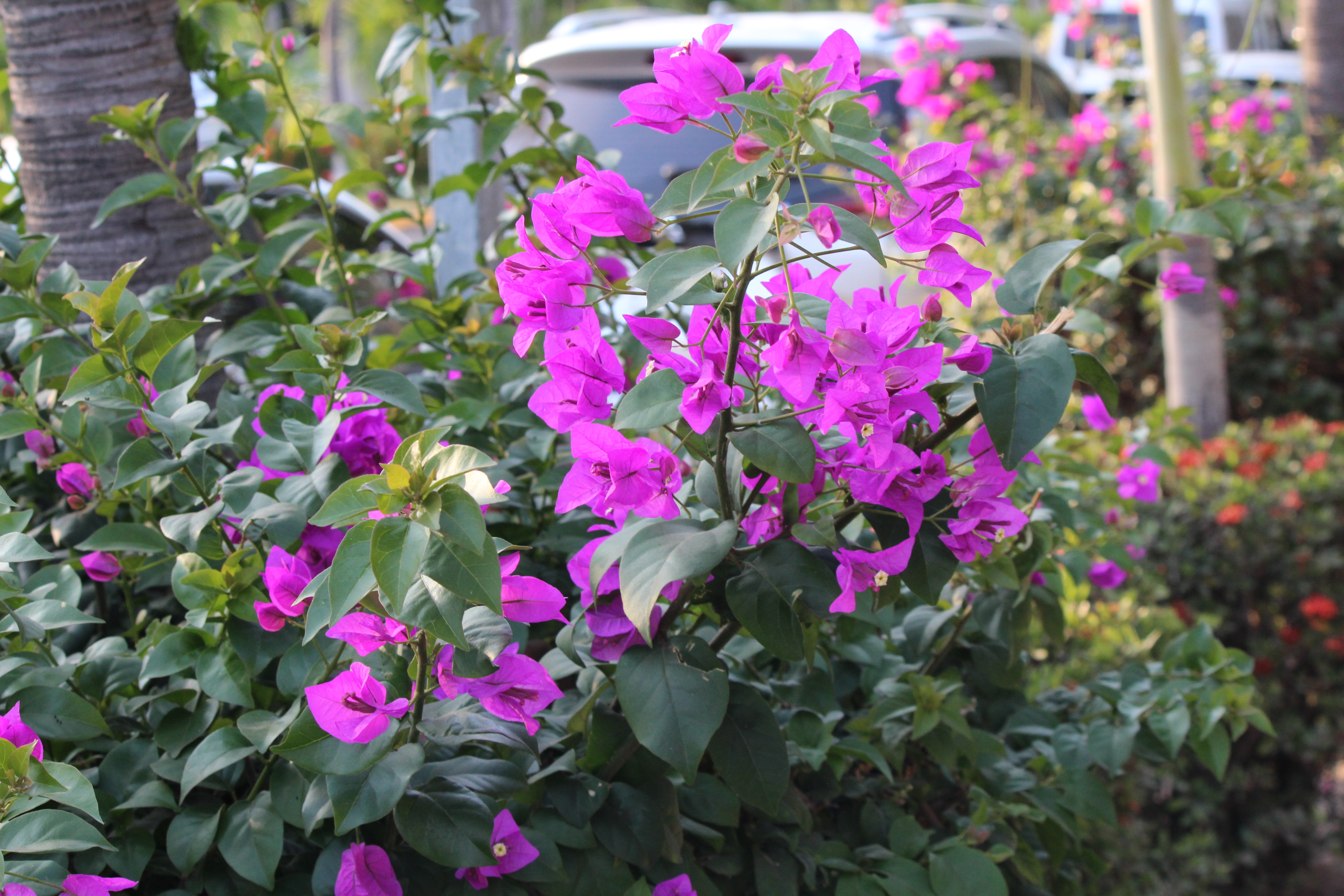 Purple flowers