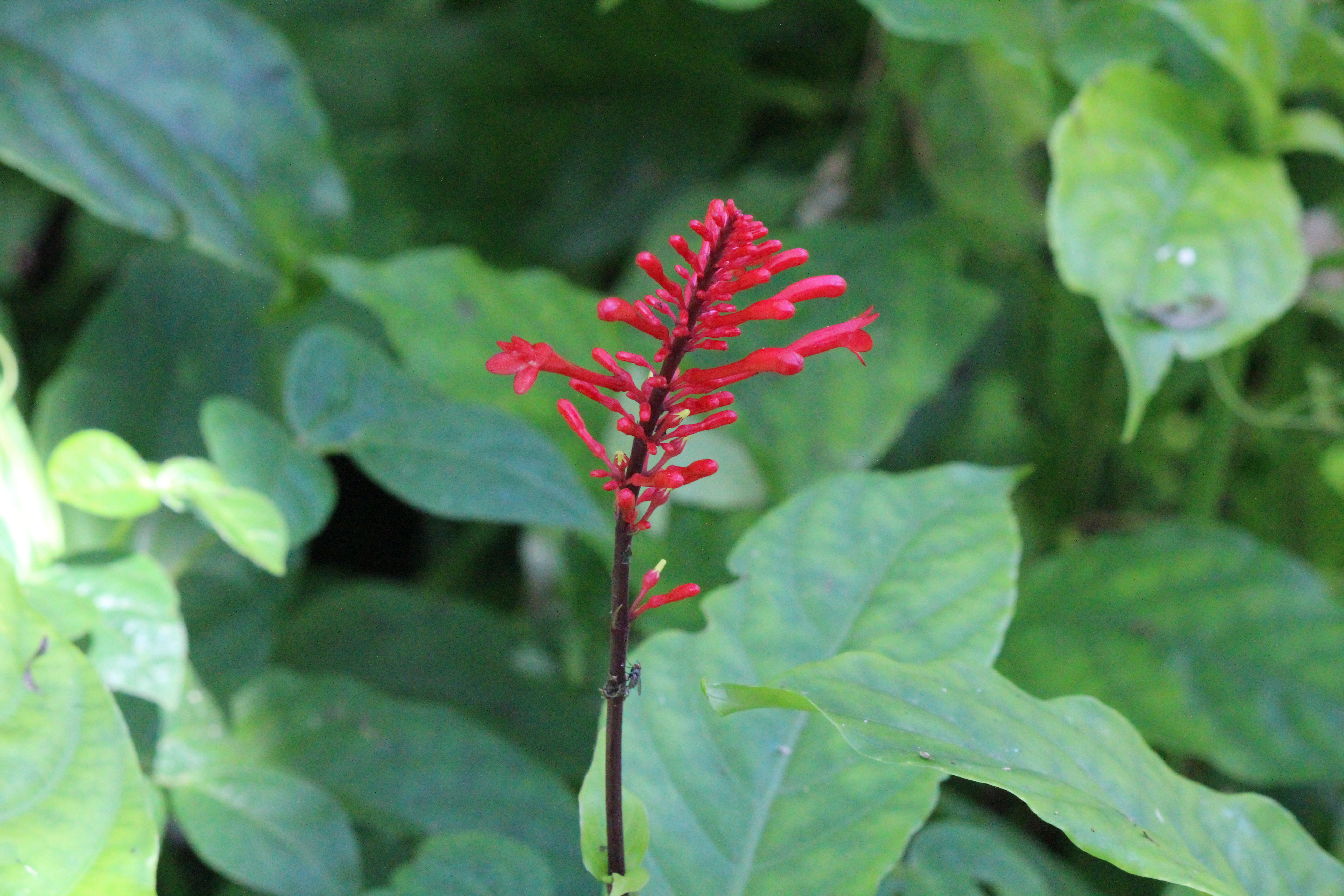 Firespike flower