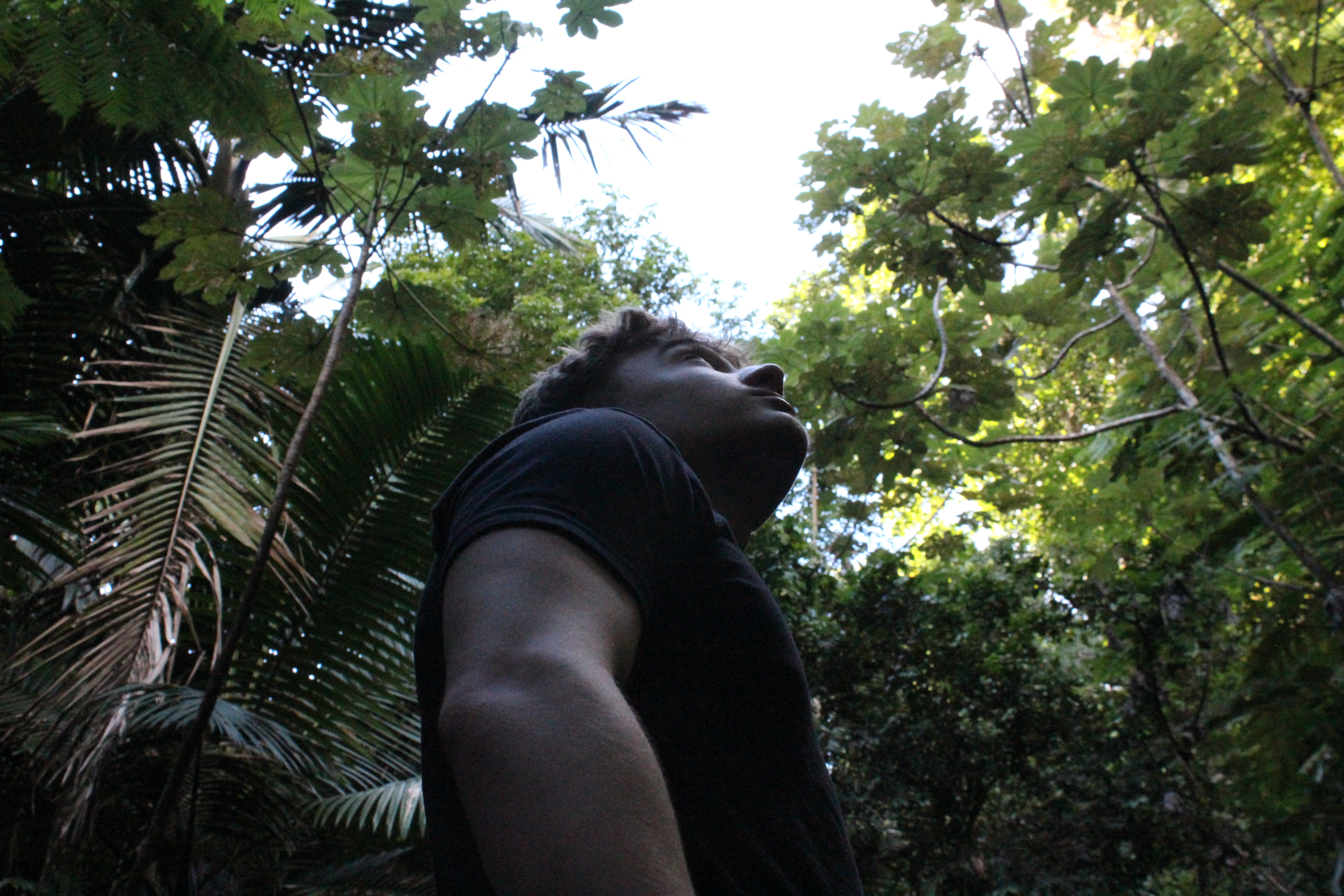 Young adult looking up into jungle trees